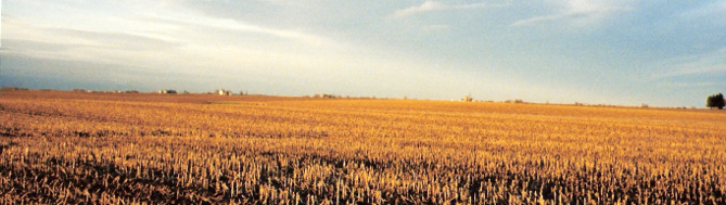 Harvested corn field